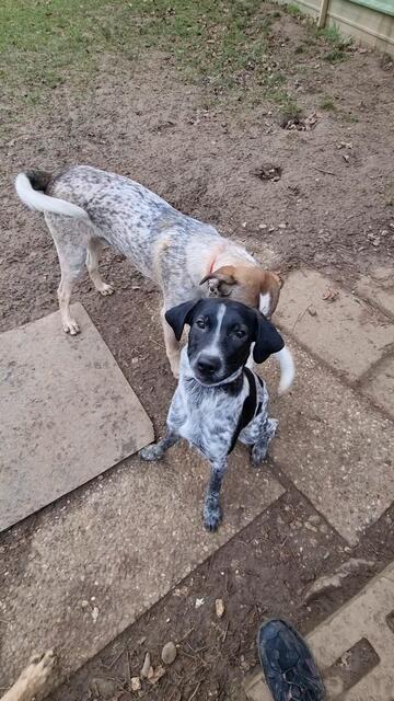 Emil | Foto: Sabine Pollok