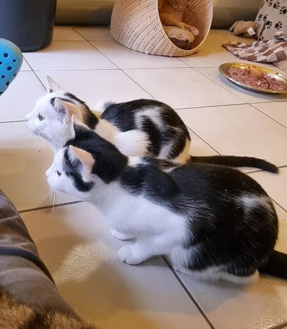 Schnösel und Snow | Foto: Sabine Pollok