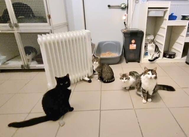 Thalia, Tami, Lisa, Kasimir und Lotta | Foto: Sabine Pollok