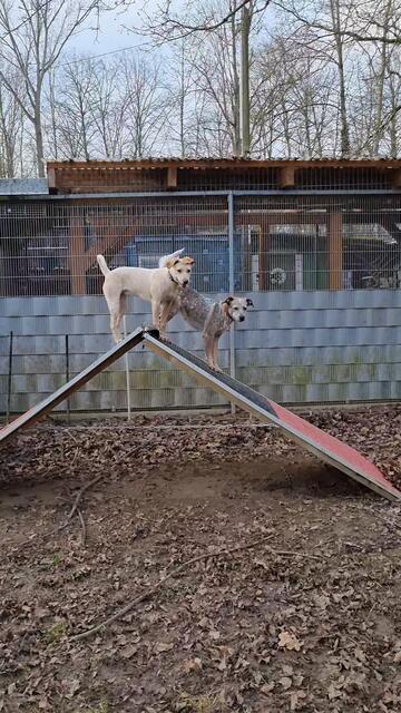 Emily und Emma | Foto: Sabine Pollok