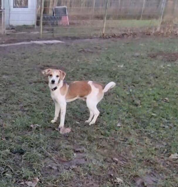 Luca | Foto: Sabine Pollok