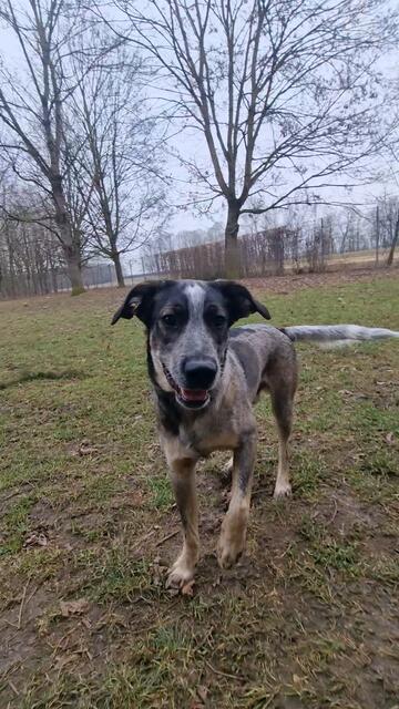 Elvis | Foto: Sabine Pollok