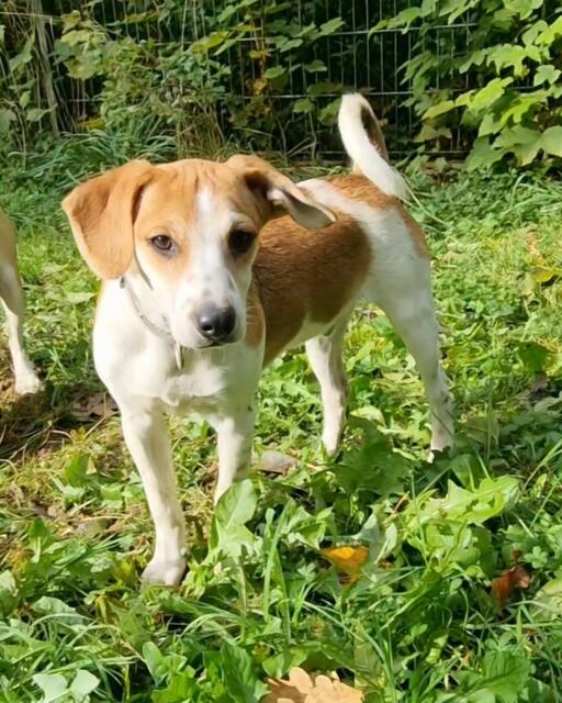 Luca | Foto: Sabine Pollok