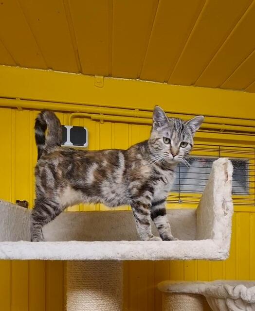 Maja | Foto: Sabine Pollok