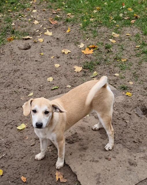 Lennox | Foto: Sabine Pollok