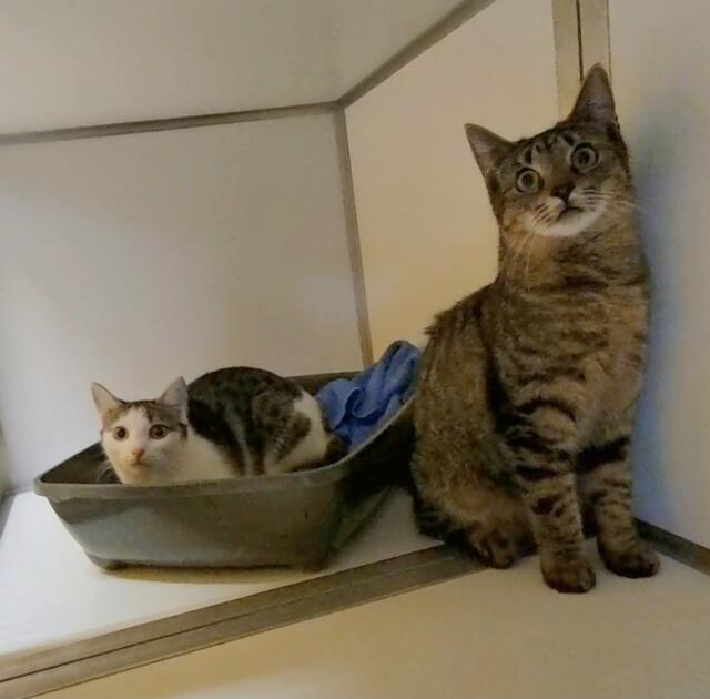 Giselle und Sparrow (Tieger) | Foto: Sabine Pollok