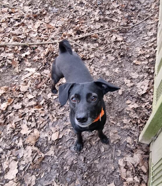 Blacky | Foto: Sabine Pollok