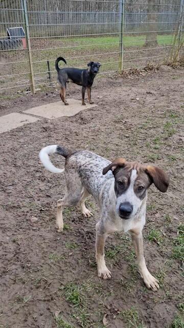 Eddy | Foto: Sabine Pollok