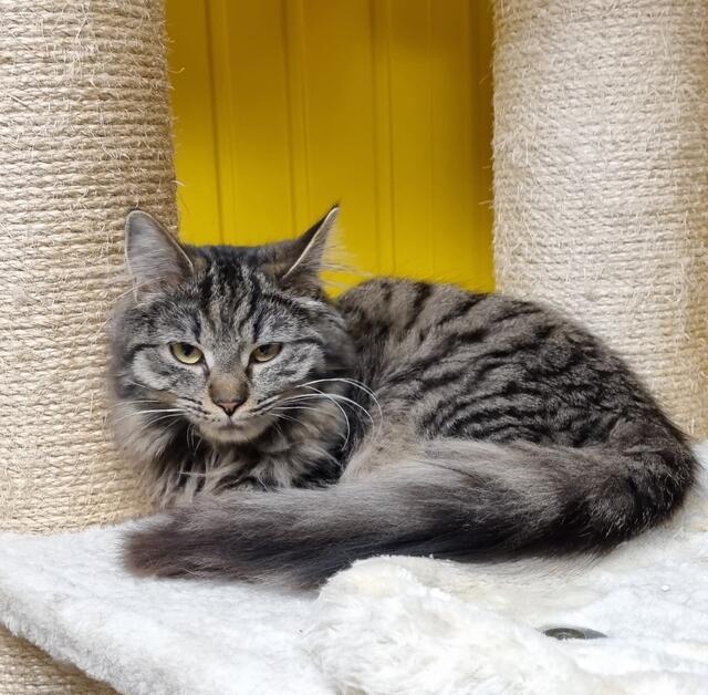 Amanda | Foto: Sabine Pollok