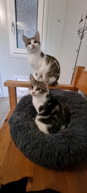 Lisa und Lotta (vorne) | Foto: Sabine Pollok