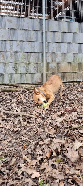 Benny | Foto: Sabine Pollok