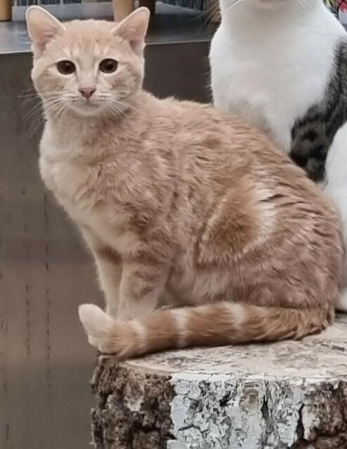 Oskar | Foto: Sabine Pollok