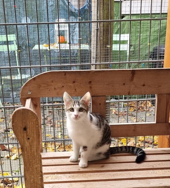 Lisa | Foto: Sabine Pollok