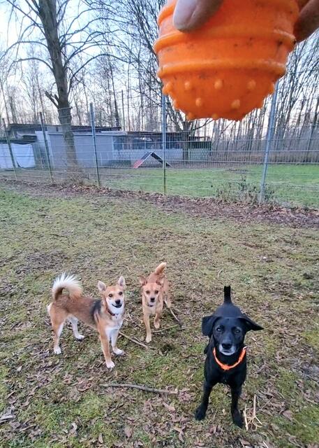 Die Gang: Jeronemo, Benny und Blacky