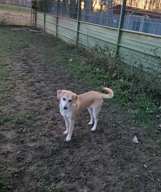 Lennox | Foto: Sabine Pollok