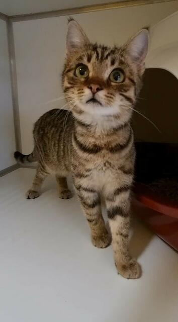 Nelly | Foto: Sabine Pollok