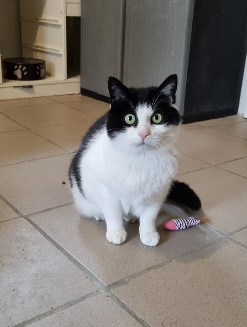 Amadeus | Foto: Sabine Pollok