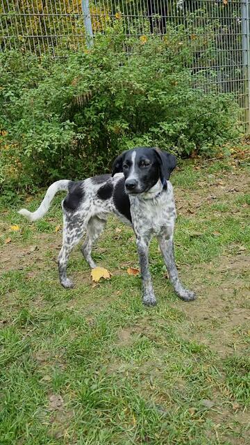 Emil | Foto: Sabine Pollok