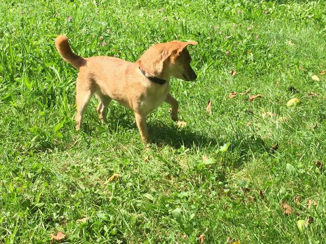 Bernadette (Pflegestelle) | Foto: Tierheim Höchstädt