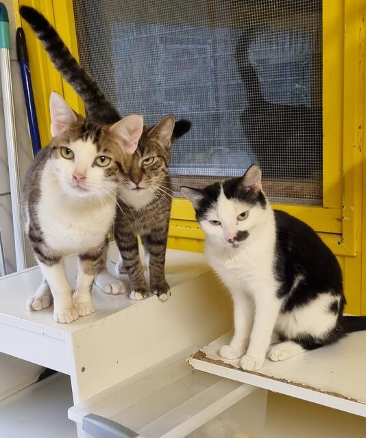 Manfred, Markus und Alois | Foto: Sabine Pollok