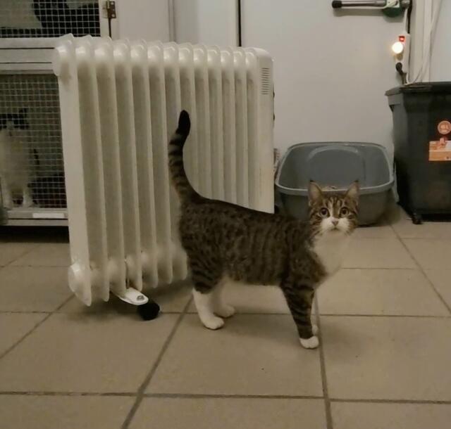 Tami | Foto: Sabine Pollok