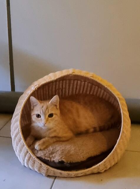 Biskuit | Foto: Sabine Pollok