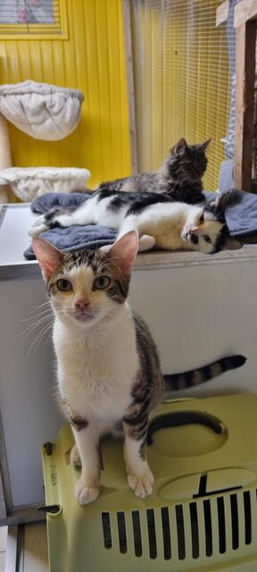 Manfred, Alois und Amanda | Foto: Sabine Pollok