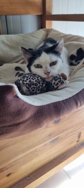 Sissi | Foto: Sabine Pollok