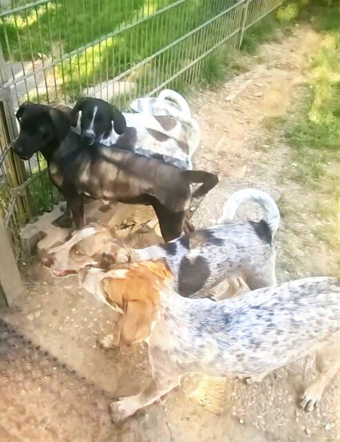 Eddy, Elvis, Elliot und Emil | Foto: Sabine Pollok