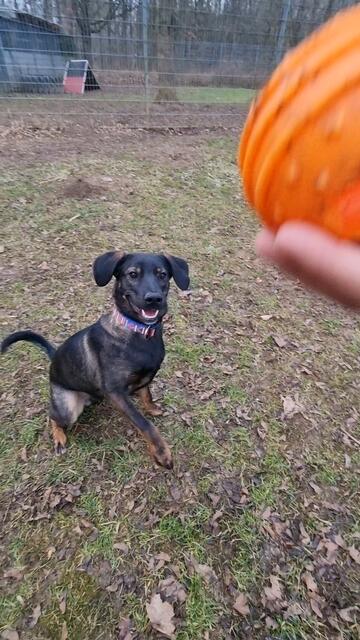 Elliot | Foto: Sabine Pollok