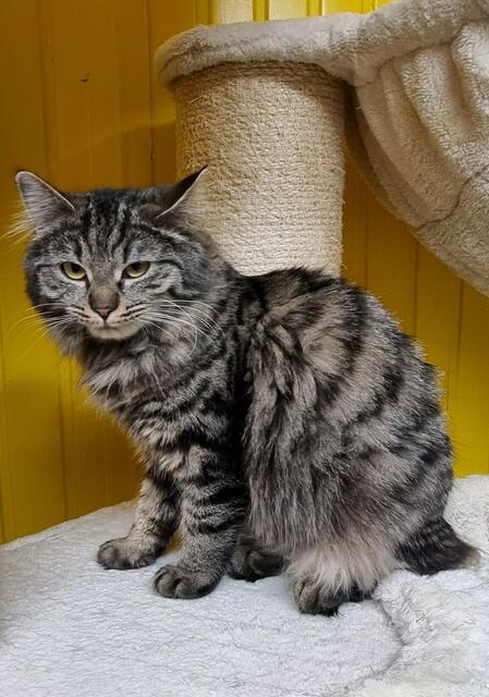 Amanda | Foto: Sabine Pollok