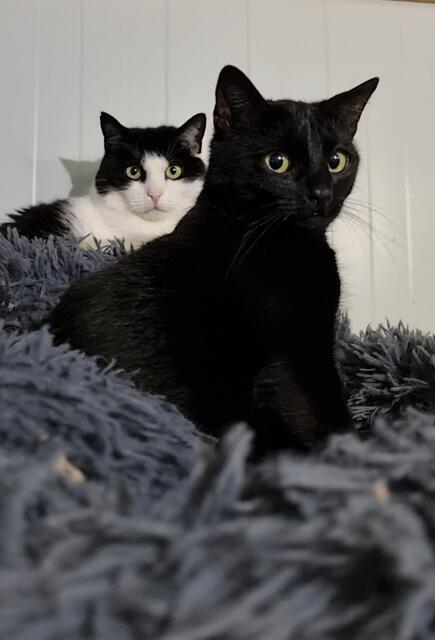 Feli und Amadeus | Foto: Sabine Pollok