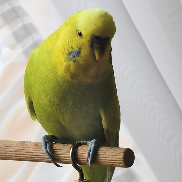 Hallo. ich bin´s Tweety