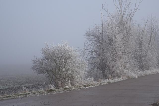 Raureif mit Nebel