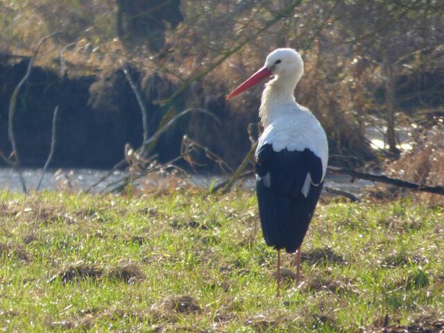 Abends ist er wieder am Mühlenbach