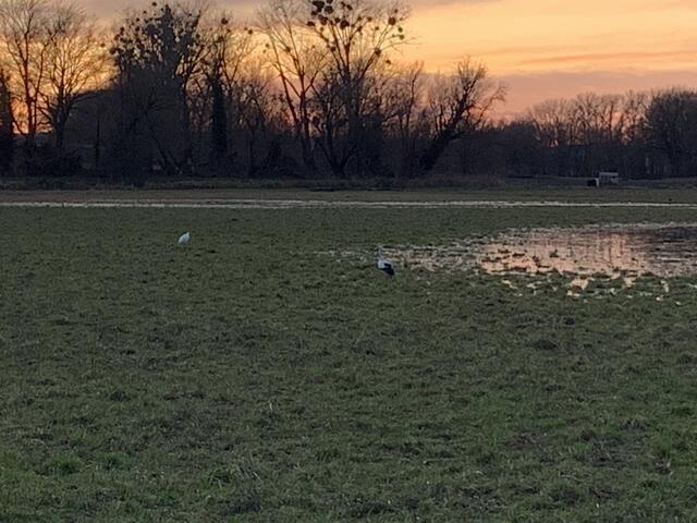Mit dem Silberreiher ist der Weißstorch wieder am Bibersee