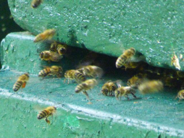 Bienenfleißig am Mühlenberg