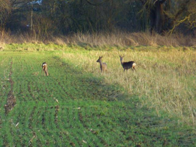 Hier trifft man oft die Rehe