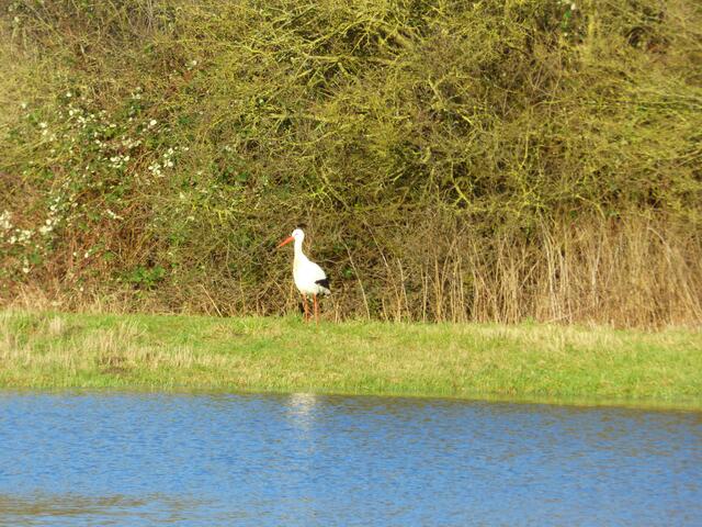 Jetzt ist der Storch an der Droht