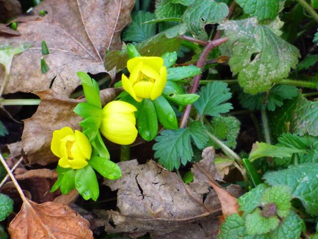 Winterlinge