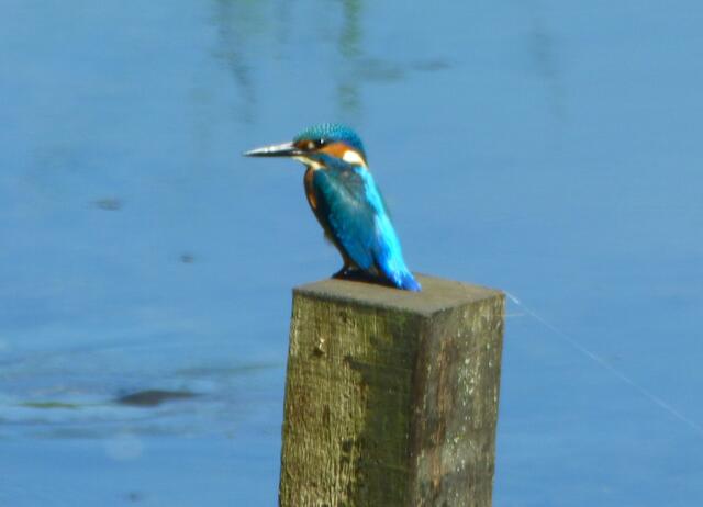 Hier bin ich zu Hause. Kingfisher heißt auf deutsch Eisvogel. 