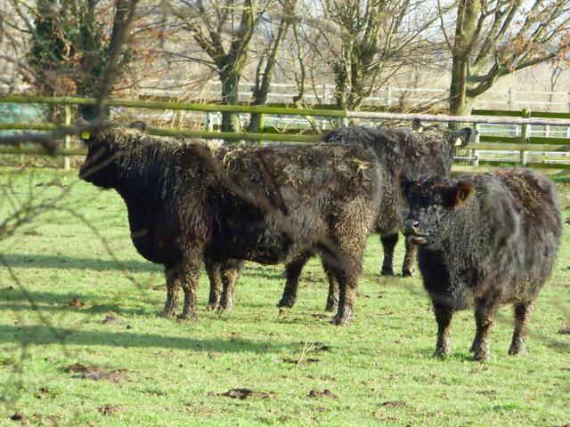 Im Oberdorf die Highlandrinder - auch Galloways genannt.