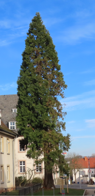 Ich habe keine Ahnung, ob das eine Fichte oder eine Kiefer ist ... ich fand den Baum einfach nur sehr fotogen. | Foto: M. A.