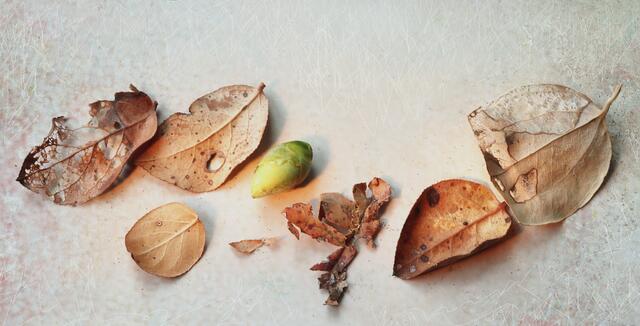 Stillleben mit Kamelienknospe 