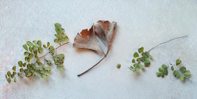 'Frauenhaarfarn' (Adiantum) und Ginkgoblatt 