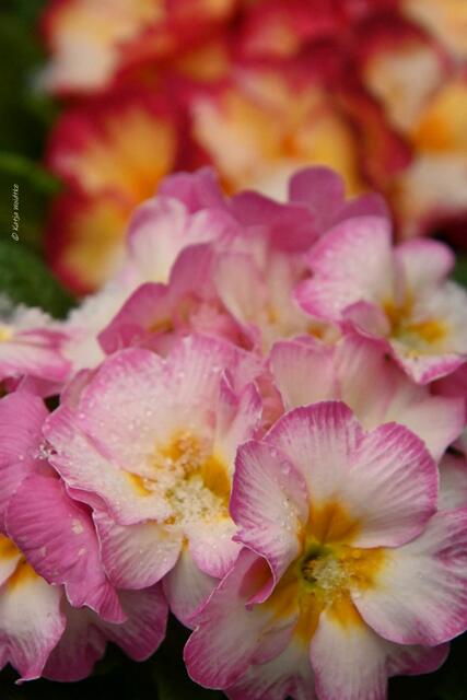 Garten im Jahreslauf (Foto: Katja Woidtke)

Farbenspiel im Februar - kunterbunte Primeln (Primula) | Foto: Katja Woidtke