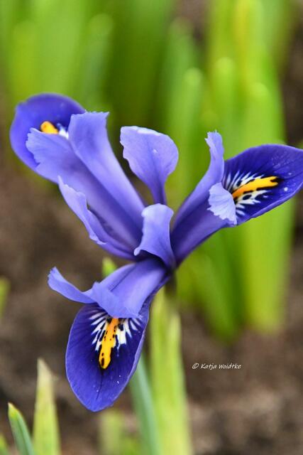 Garten im Jahreslauf (Foto: Katja Woidtke)

Farbenspiel im Februar - Zwerg-Iris "Harmony" | Foto: Katja Woidtke