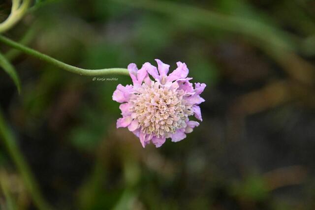 Garten im Jahreslauf (Foto: Katja Woidtke)

Farbenspiel im Februar - Skabiose | Foto: Katja Woidtke