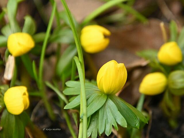 Garten im Jahreslauf (Foto: Katja Woidtke)

Farbenspiel im Februar - Winterlinge leuchten uns goldgelb aus den Beeten entgegen | Foto: Katja Woidtke