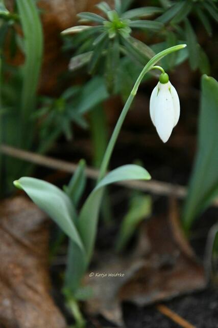 Garten im Jahreslauf (Foto: Katja Woidtke)

Farbenspiel im Februar - Schneeglöckchen (Galanthus) | Foto: Katja Woidtke